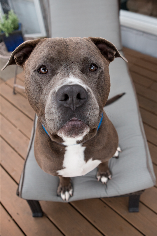 American Pit Bull Terrier