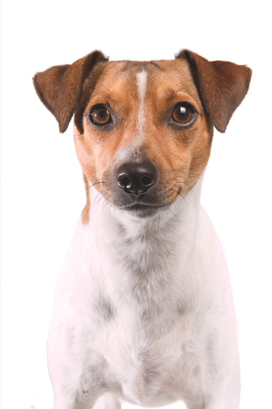 Pictures Of Black And White Rat Terrier Dog Pictures Of Black And White Rat Terrier Dog