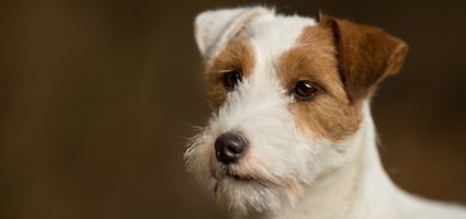 Get To Know The Russell Terrier The One With The Shorter Legs