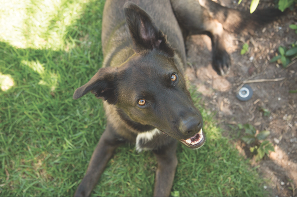 Dog in the shade by Gina Cioli/Lumina Media.