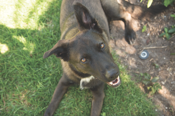 Dog in the shade by Gina Cioli/Lumina Media. 