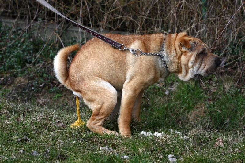 shar pei dog having diarrhea