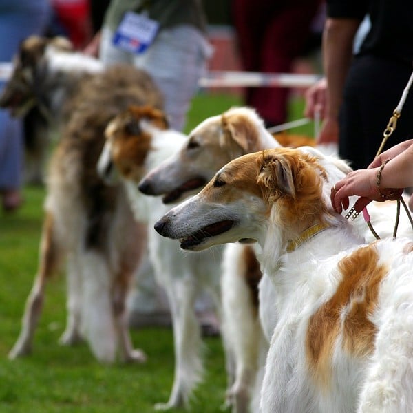 show dog names