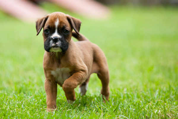 A Boxer puppy.