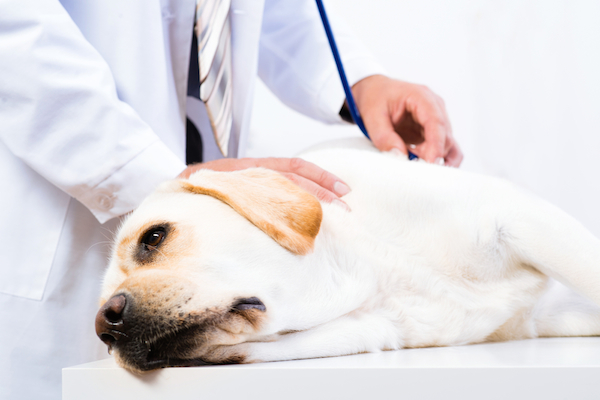 A vet examining a dog.