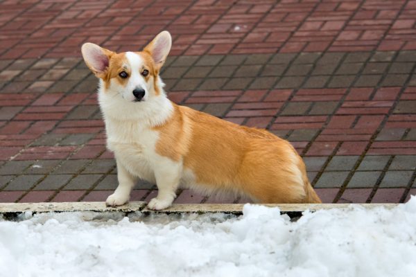 shutterstock_257830075