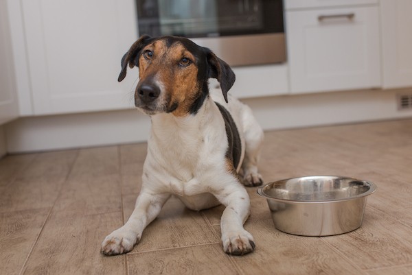 Dog with empty food bowl by Shutterstock.