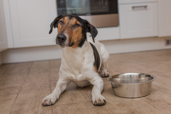 dog not digesting food vomiting