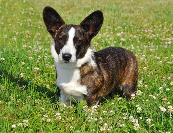 brindle corgi puppy