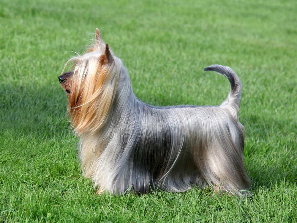 australian silky yorkie