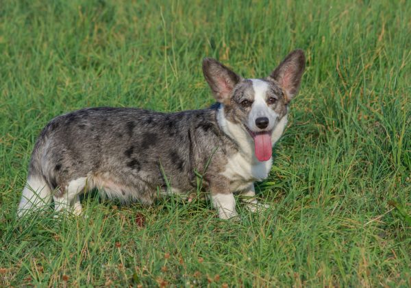 welsh corgi brindle