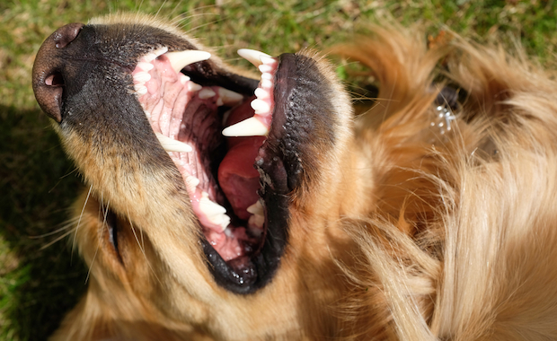mouths dogster