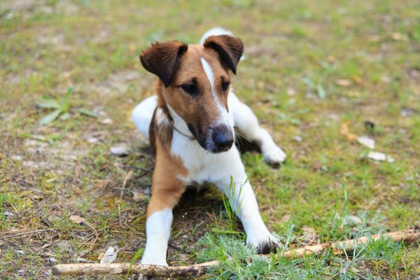 smooth fox terrier hunting