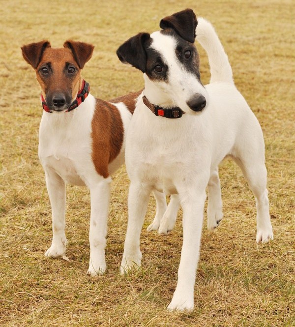 smooth fox terrier hunting