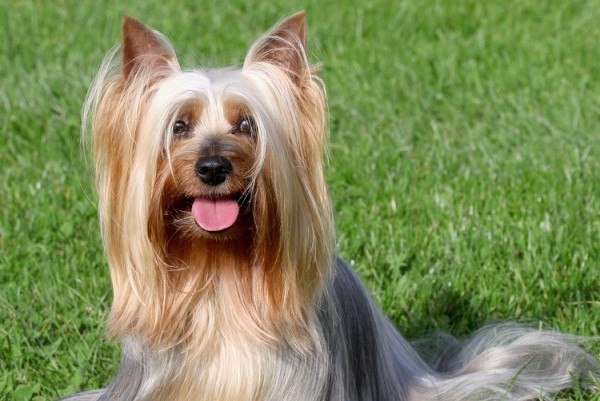 Get to Know the Silky Terrier – Dogster