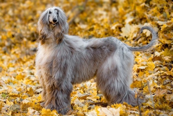 Afghan Hound. dumbest dog breeds