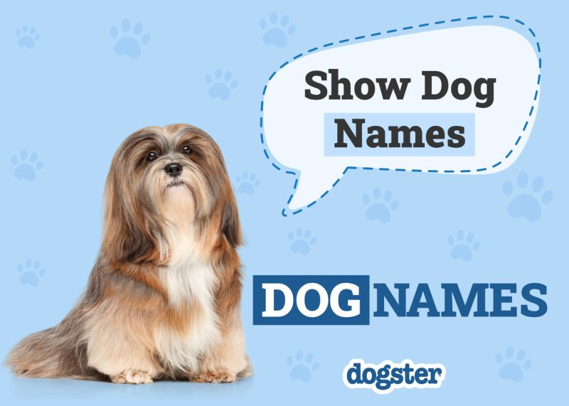 Dogster_Show Dog Names