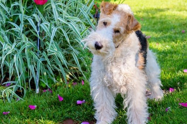 curly fox terrier