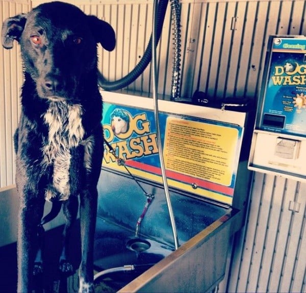 Riggins in the self dog wash just outside of Yosemite, CA. (Photo by Wendy Newell)