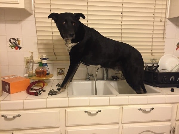That one time I attempted to review a dog washing hose that only worked on my sink. Riggins wasn't amused. (Photo by Wendy Newell)