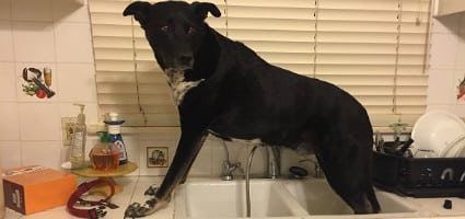 big dog bath