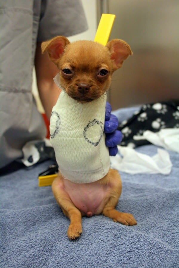 Daffodil looked like a sleepy baked potato as her mould was prepared. (Photo courtesy San Francisco SPCA)