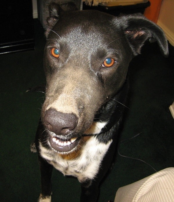 Riggins if you are going to insist on being filthy you have to get a bath! (Photo by Wendy Newell)