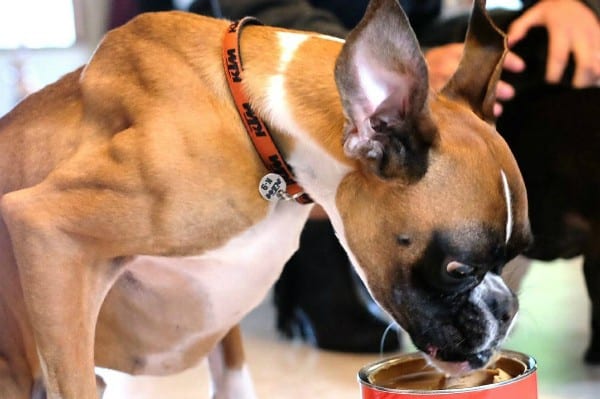 Duncan loves to supplement his diet with peanut butter. (All photos courtesy @duncanlouwho on Instagram)