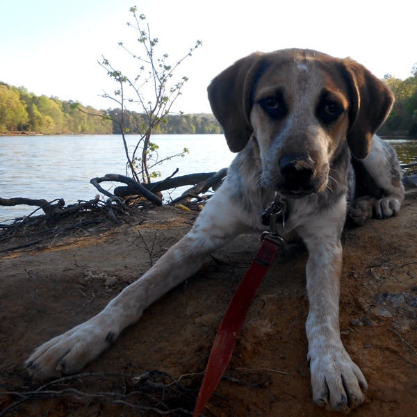 Walking With a Dog Harness Instead of a Collar Will Change My Dog's Life Dogster