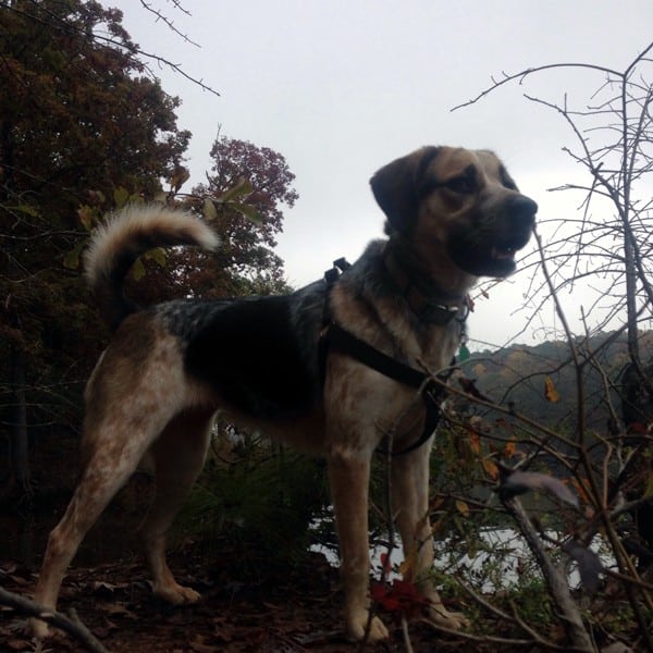 Baby wearing a dog harness.