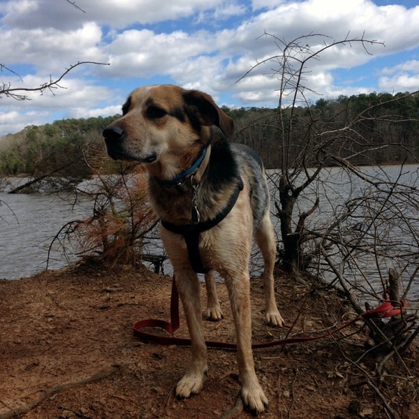 A dog with her harness.