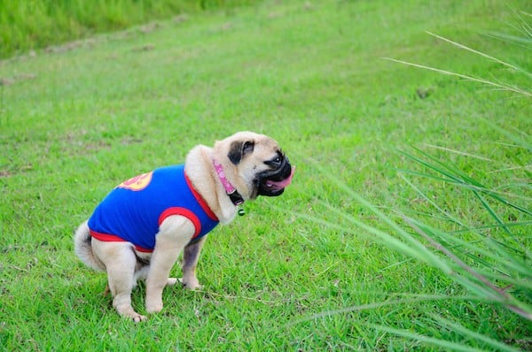 A Pug pooping. Photography by Shutterstock.