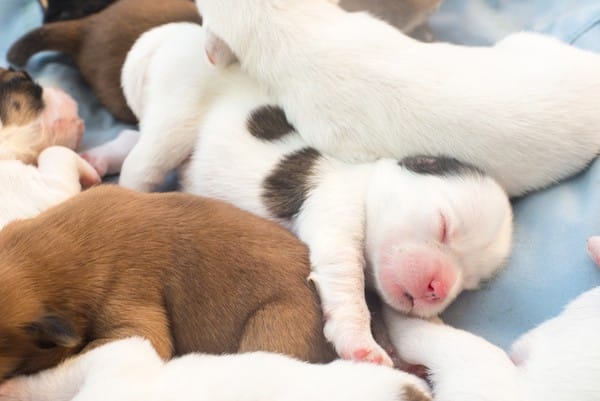 Puppies sleeping in a pile. Photography by Shutterstock.