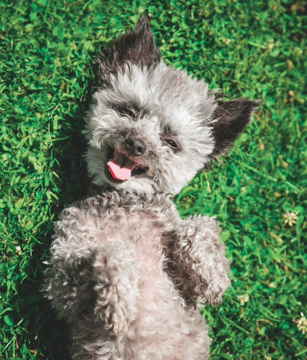 Dog on grass by Shutterstock.