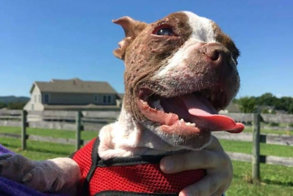 Libre's name means "free" in Spanish, and he is now living a life free from neglect.