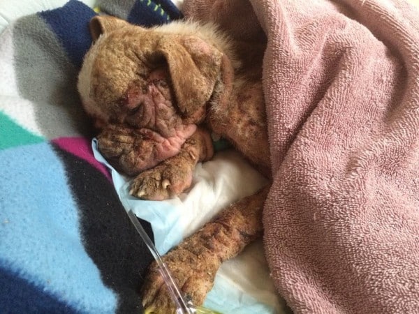 Libre on July 7, continuing to heal.