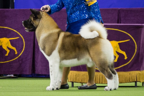 Dog Breeds Dogster