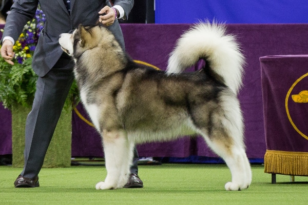 Alaskan Malamute.