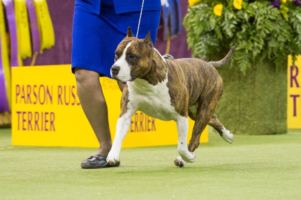 American Staffordshire Terrier.