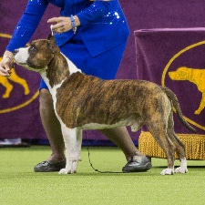 American Staffordshire Terrier.