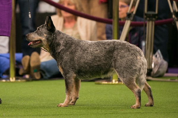 blue heeler show dog