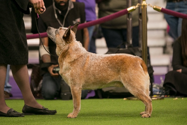 Australian Cattle Dog. 