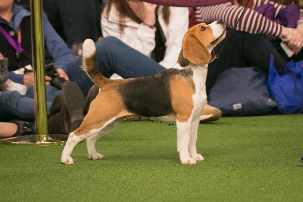 Beagle.
