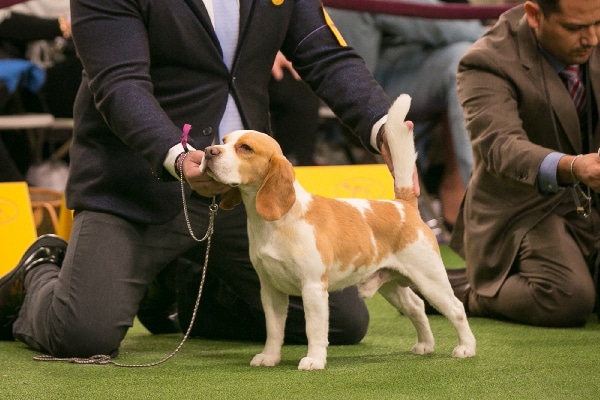 Beagle.