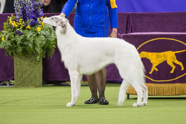 Borzoi at dog show