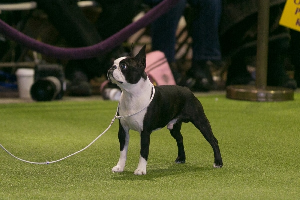 Boston Terrier. 