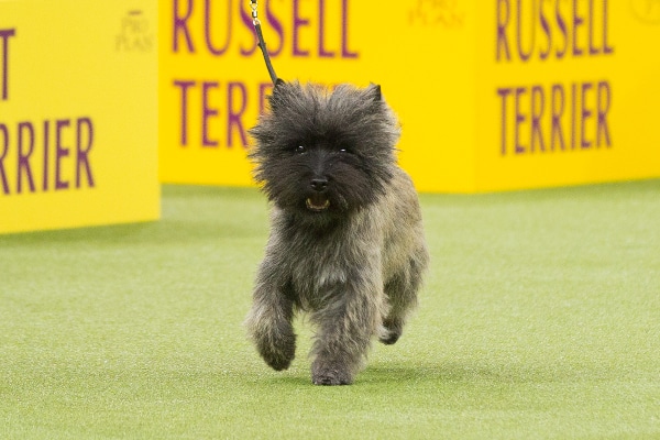 Cairn Terrier.