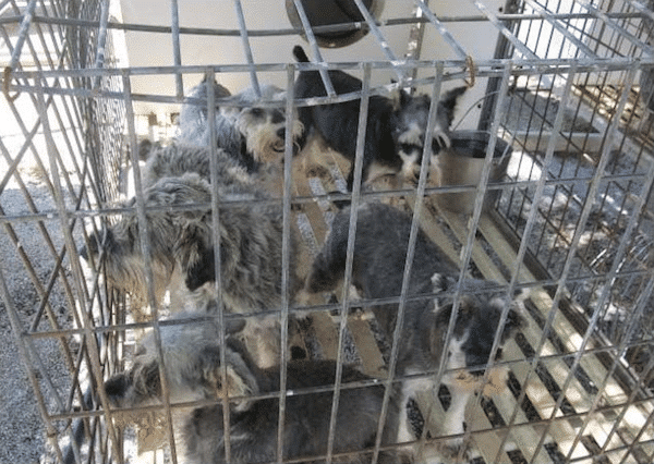 Five dogs are crammed into one kennel. (Photo by Cathy Griesbauer and Mary Foster, courtesy HSUS)