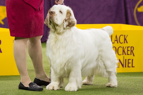 Clumber Spaniel. 