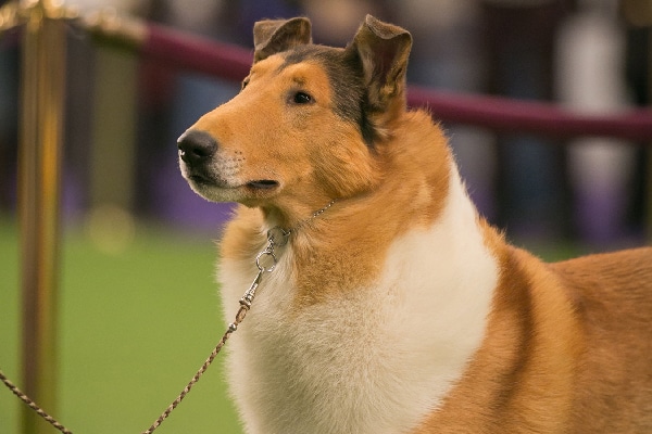 Collie. 